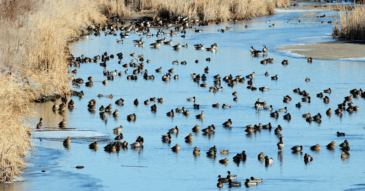 Waterfowl loafing in salt marsh. Photo by Jim Thompson