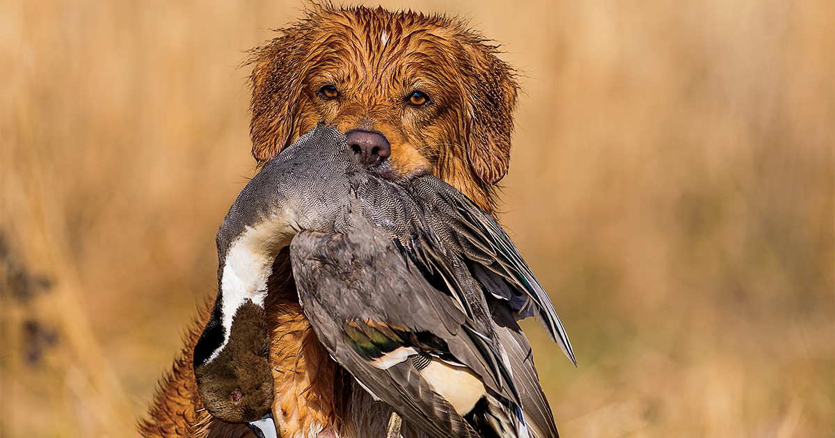 The Nova Scotia Duck Tolling Retriever