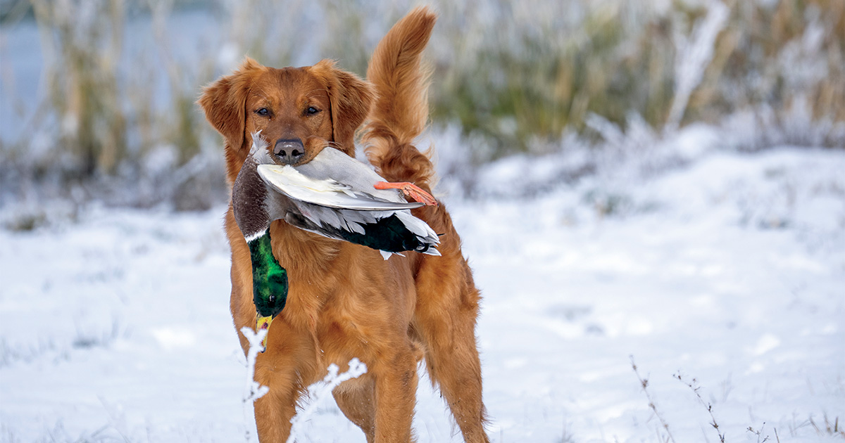 Image for Retrievers: The Silent Killer