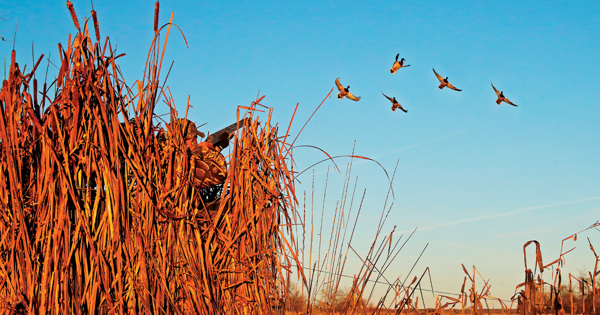 Image for Shotgunning: How Far is Too Far?