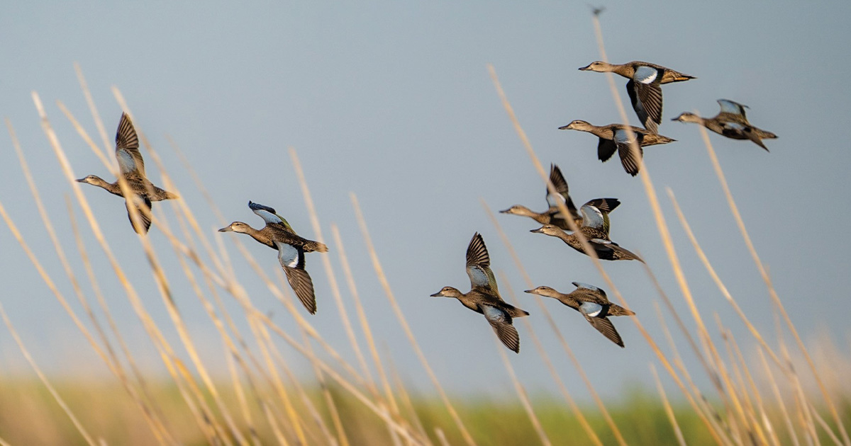 Public Land Playbook: The Perfect September Public Duck Hunt