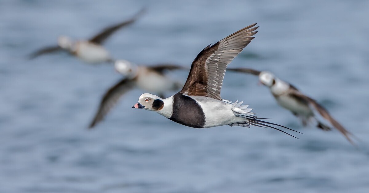 Migration Alert: Sea Ducks Building Along the Atlantic Flyway