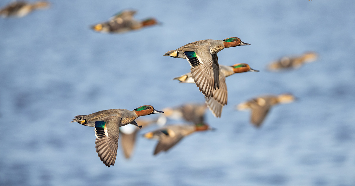 Migration Alert: Minnesota Hunters Welcome Change in Weather Following Slow Start to the Season