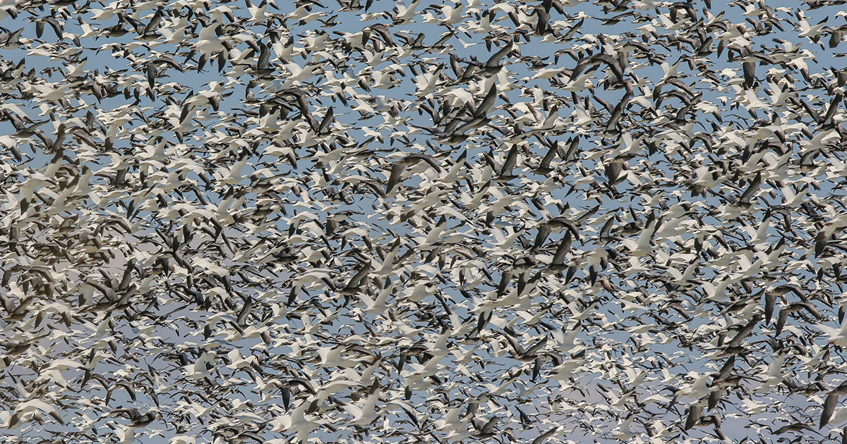 Image for Migration Alert: Mid-Latitude Light Goose Hunters Preparing for Big Numbers