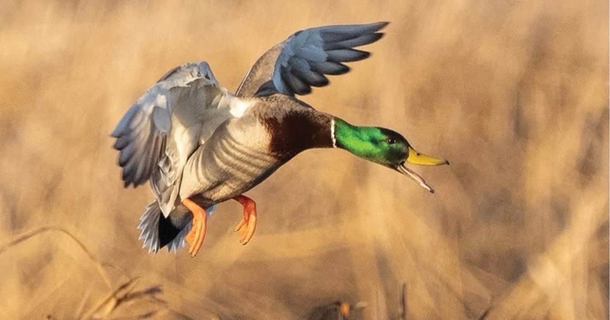 Migration Alert: Kansas Waterfowl, Hunters Respond to Changing Conditions