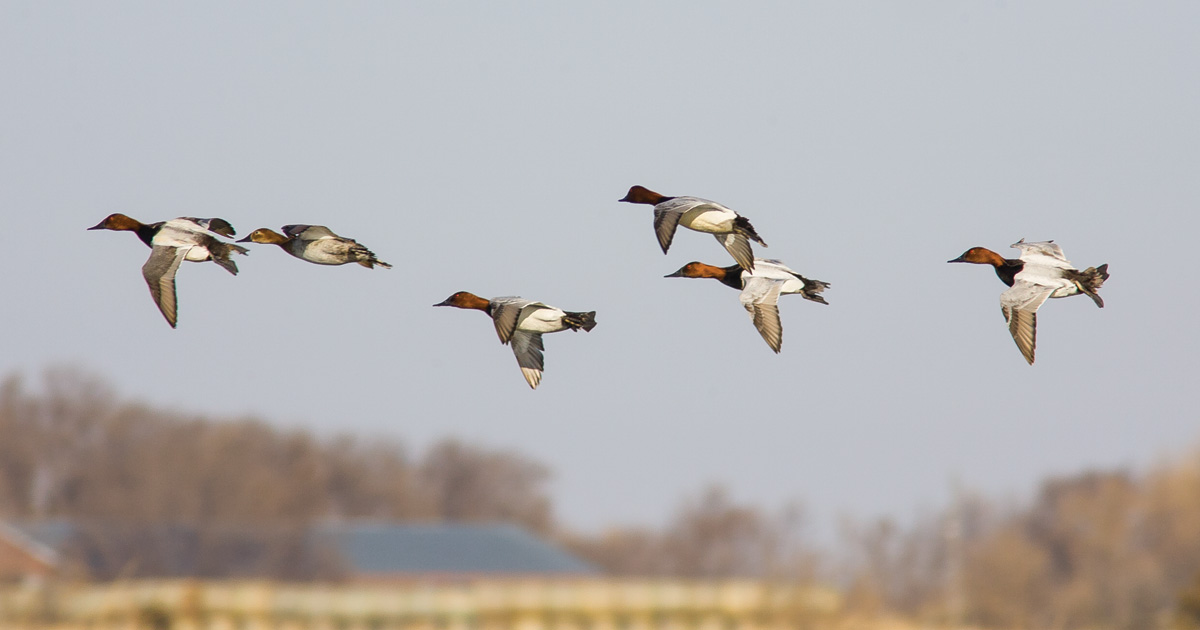 Migration Alert: Changing Conditions Bodes Well for Wisconsin Waterfowlers