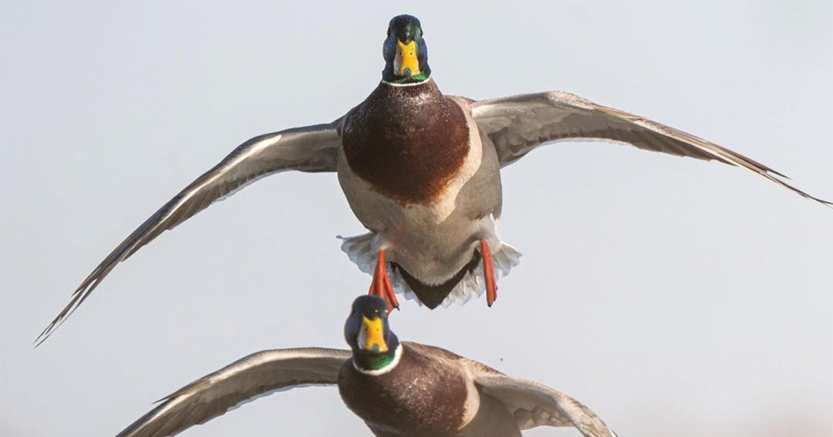 Migration Alert: Wary Birds Test Hunters in Oklahoma, Light Geese Stretch North