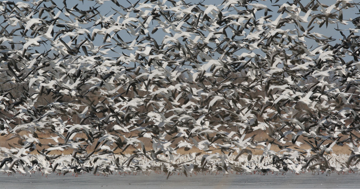 Image for Migration Alert: Snow Goose Hunters Prepare for Quick Push North as Weather Warms