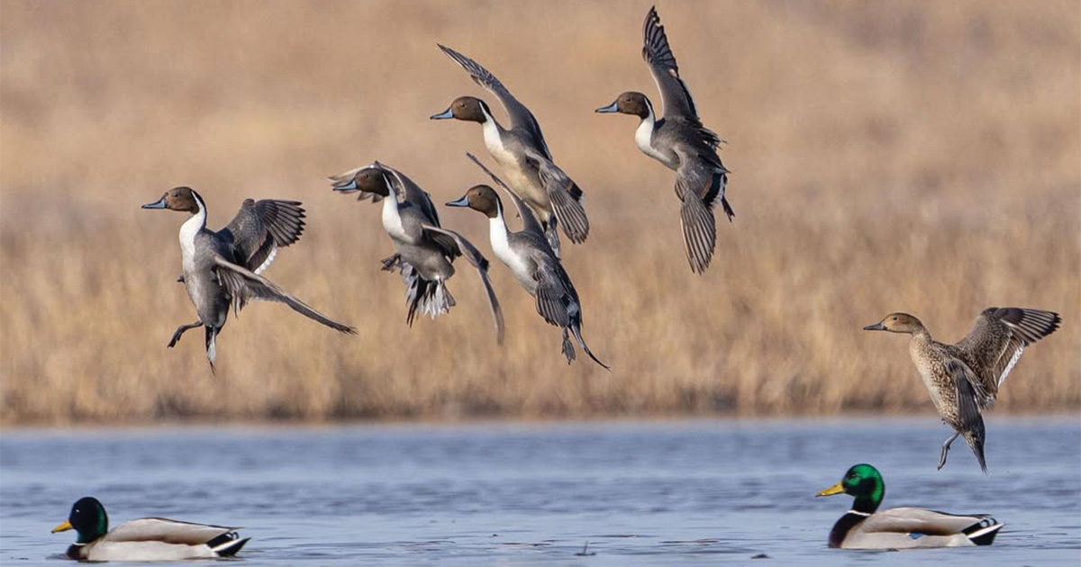 Migration Alert: Hunting Improves Across Oregon as Weather Continues to Change