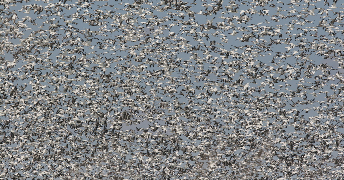 Migration Alert: Migration Bottleneck Widens as Light Geese Push into North Dakota and Canada