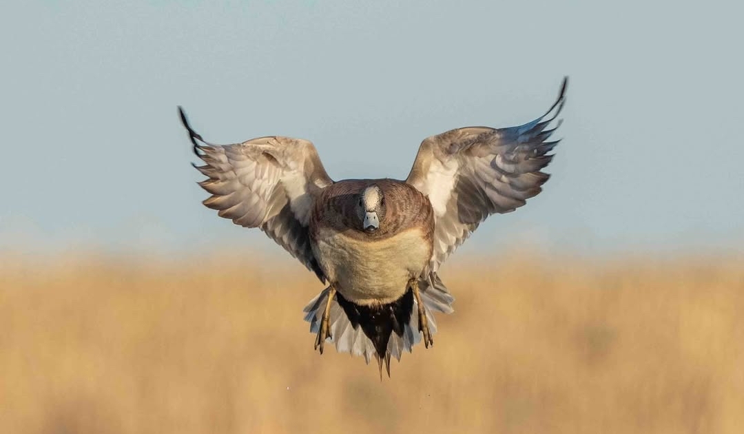 Migration Alert: Washington Hunters Face Difficult Weather Conditions