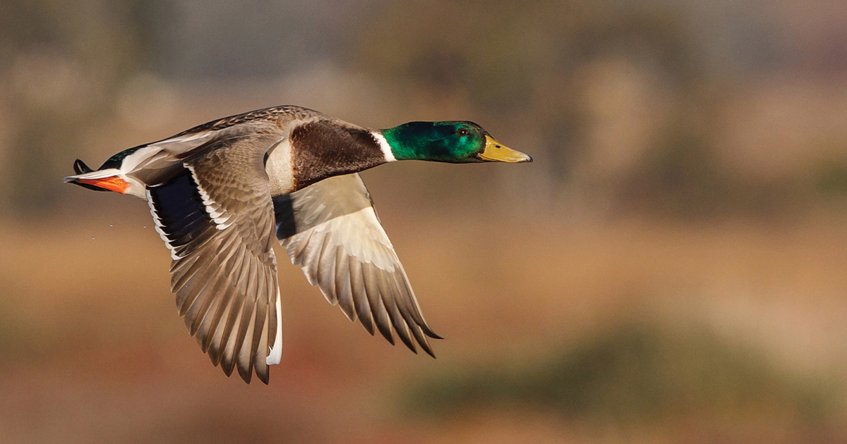 Migration Alert: Pacific Northwest Habitat Conditions