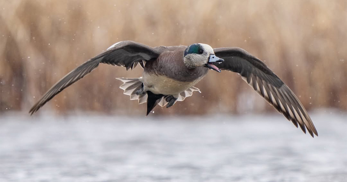 Migration Alert: Cold Snap Kickstarts Migration in Central Flyway