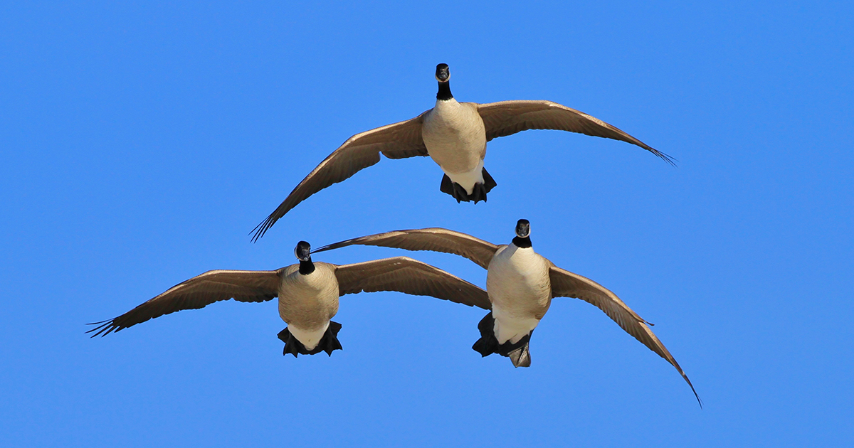 Migration Alert: Minnesota, Wisconsin, and Michigan Waterfowlers Prepare for Opener