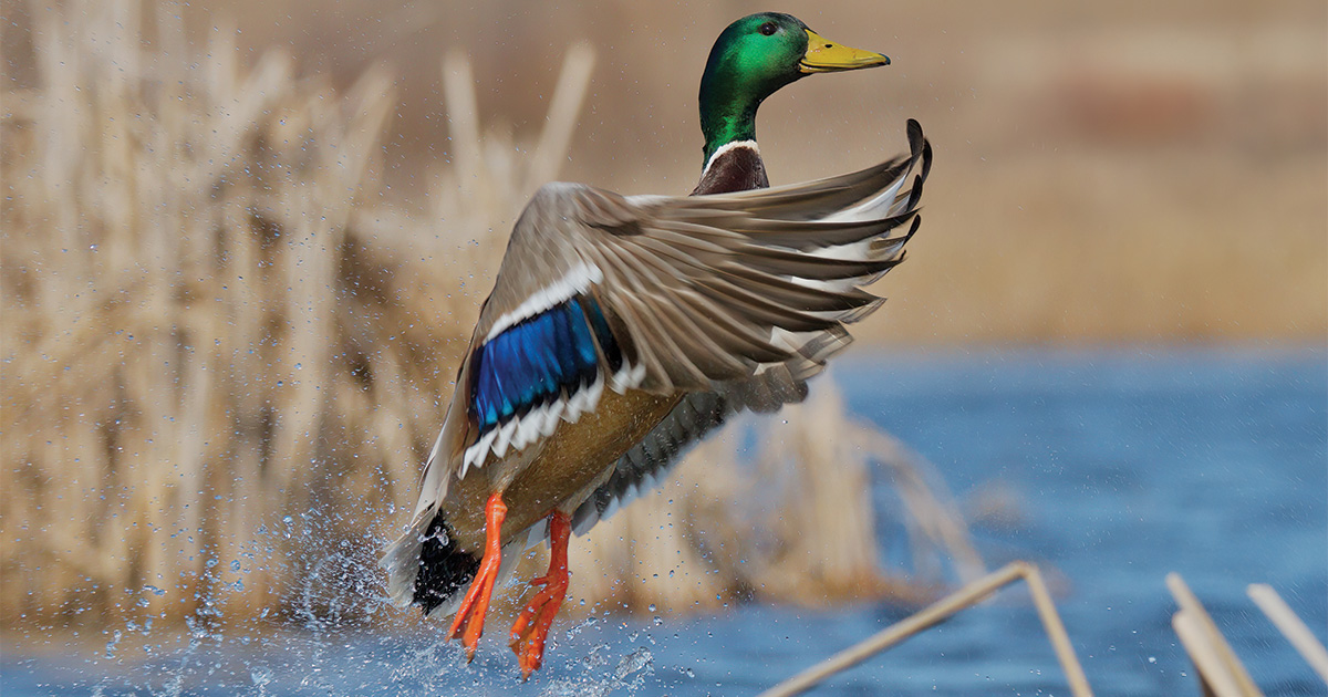 Migration Alert: Good Habitat, Strong Production Bodes Well for North Atlantic Flyway Hunters