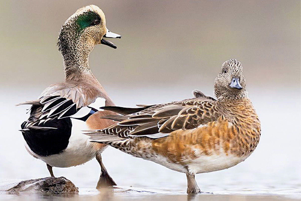 Pair of American wigeons in wetland. Photo by DonaldMJones.com
