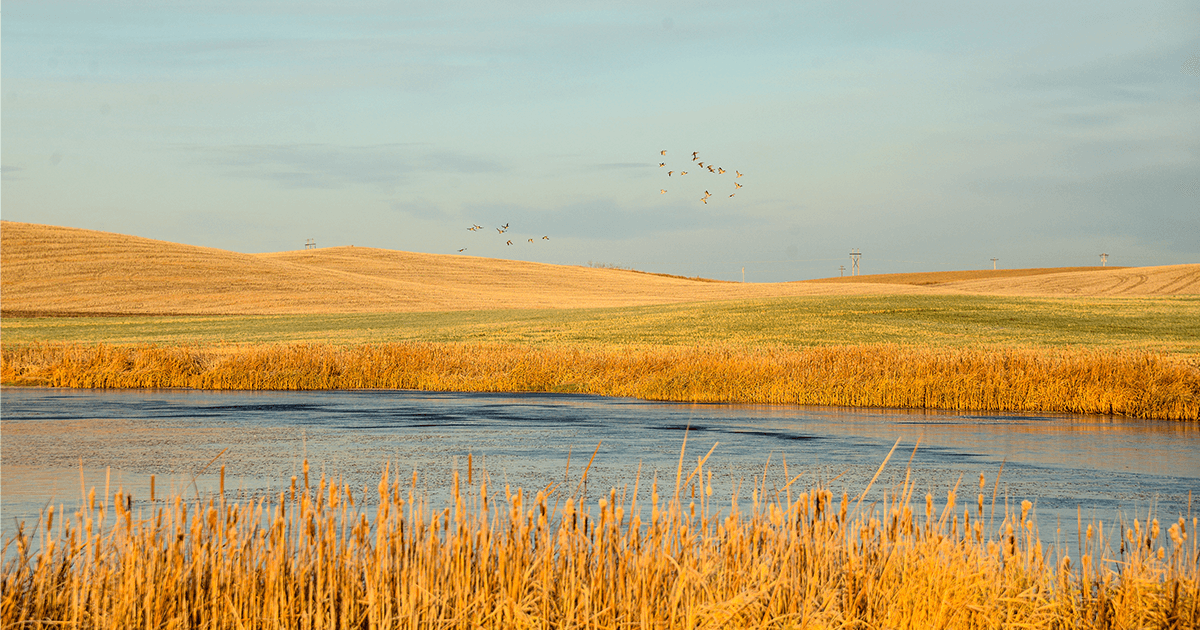 Bush Foundation Partners with DU to Support Grass-Based Agriculture in South Dakota
