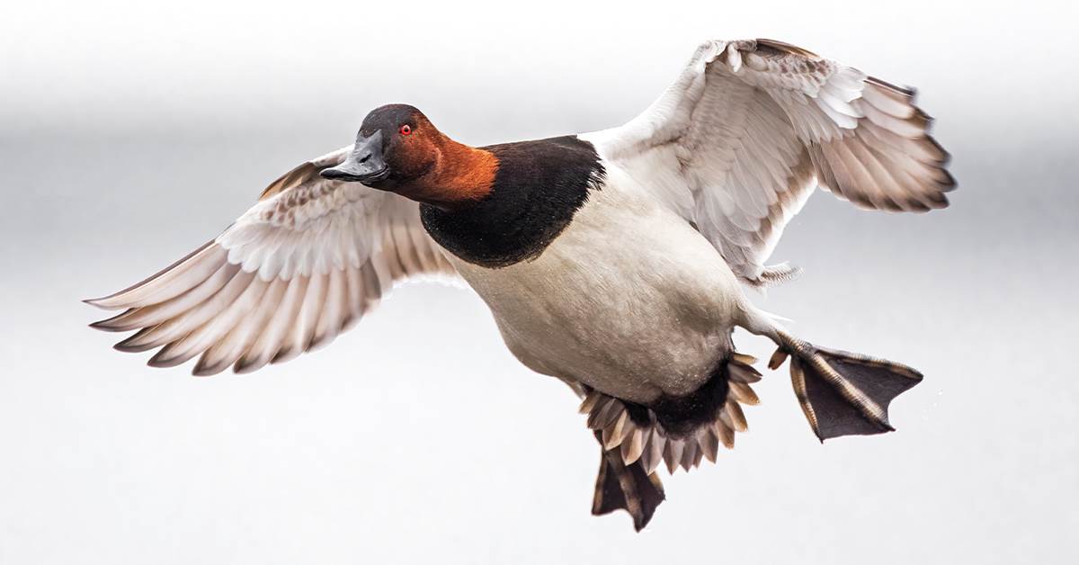 2021 DU Magazine Photo Contest Overall Winner