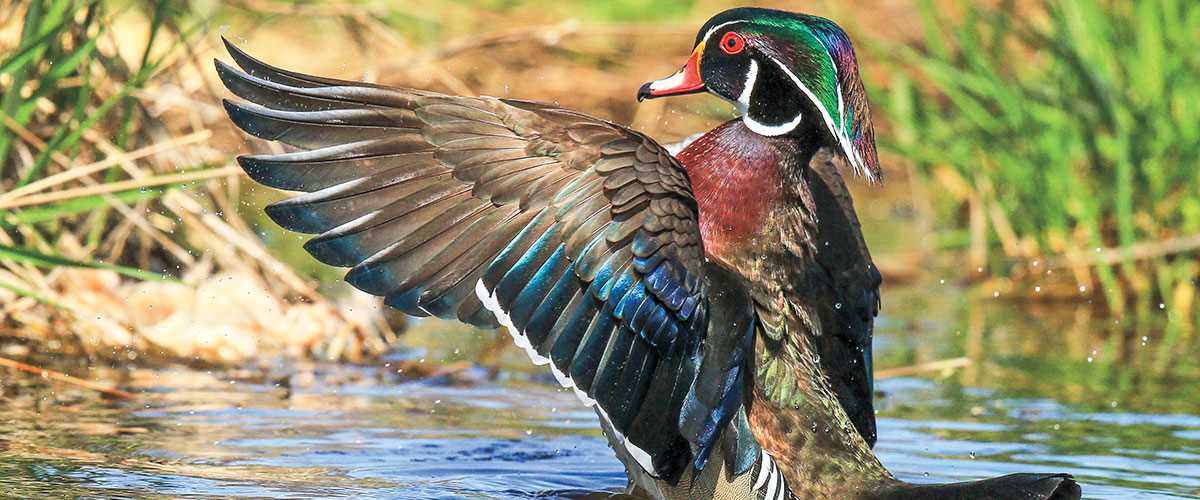 Wildlife photography